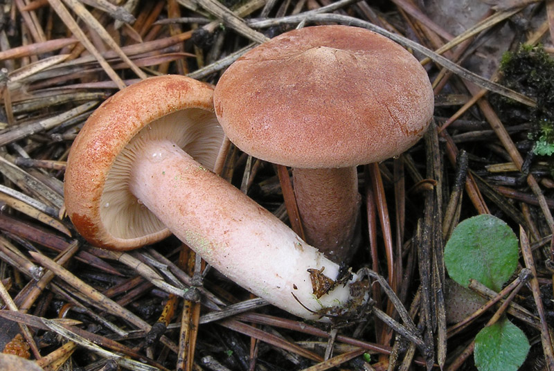 Lactarius rufus